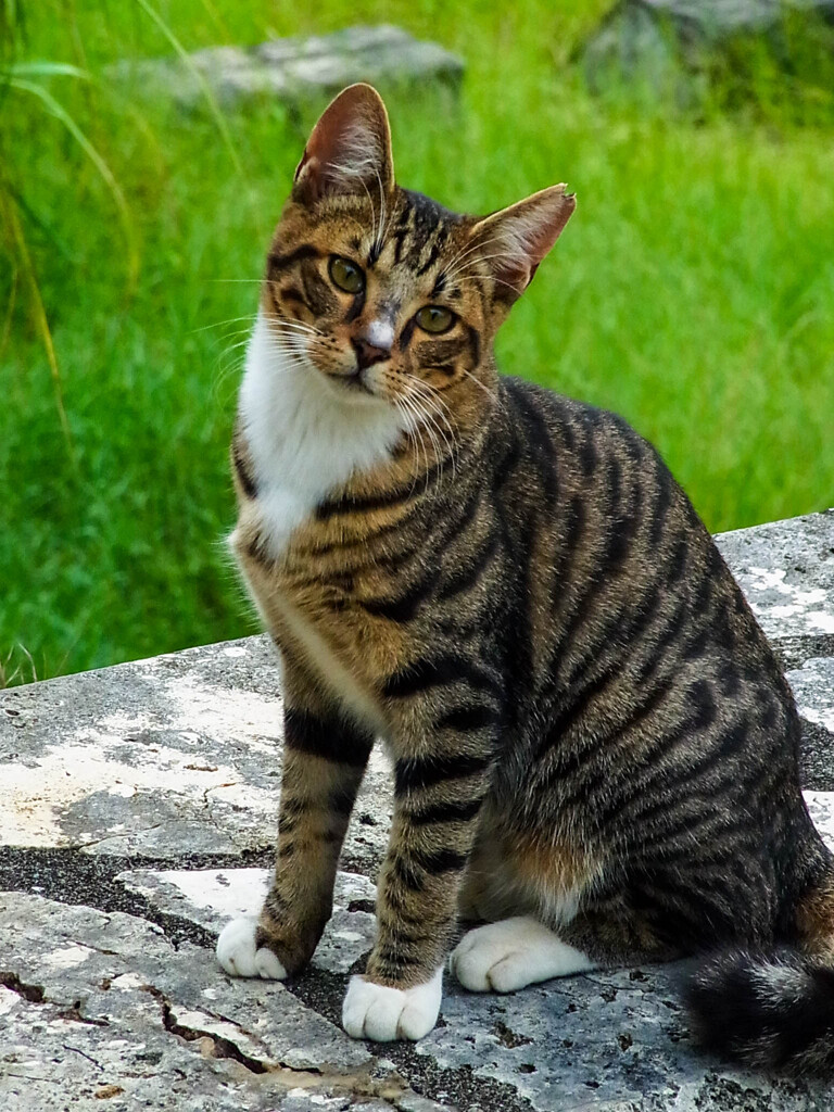 ねこ