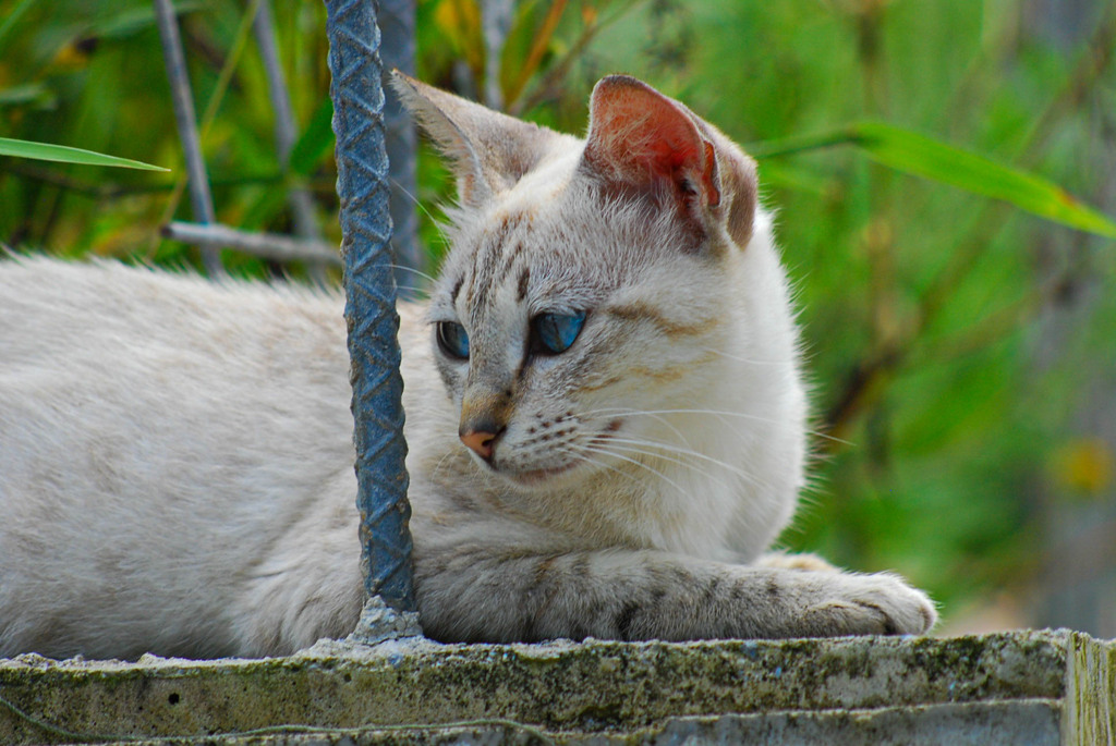 ねこ