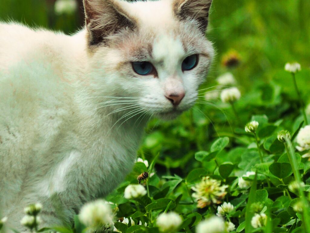 ねこ