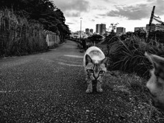 ねこ