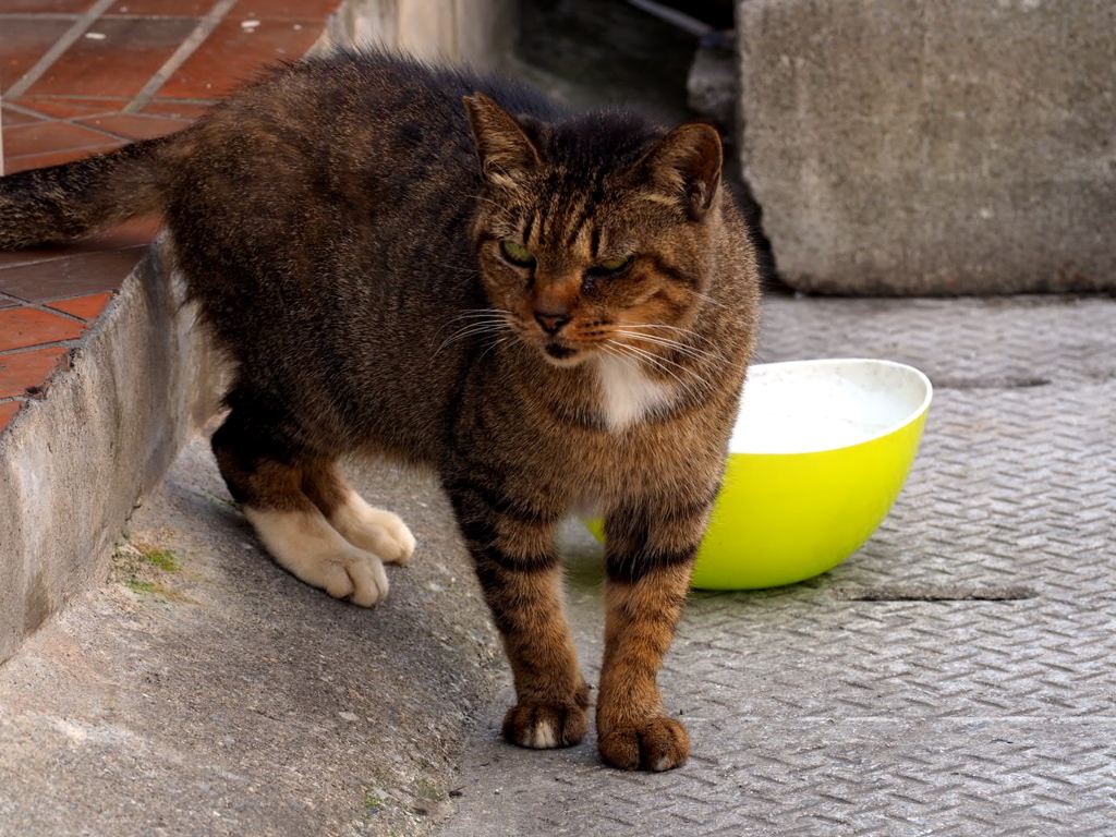 ねこ