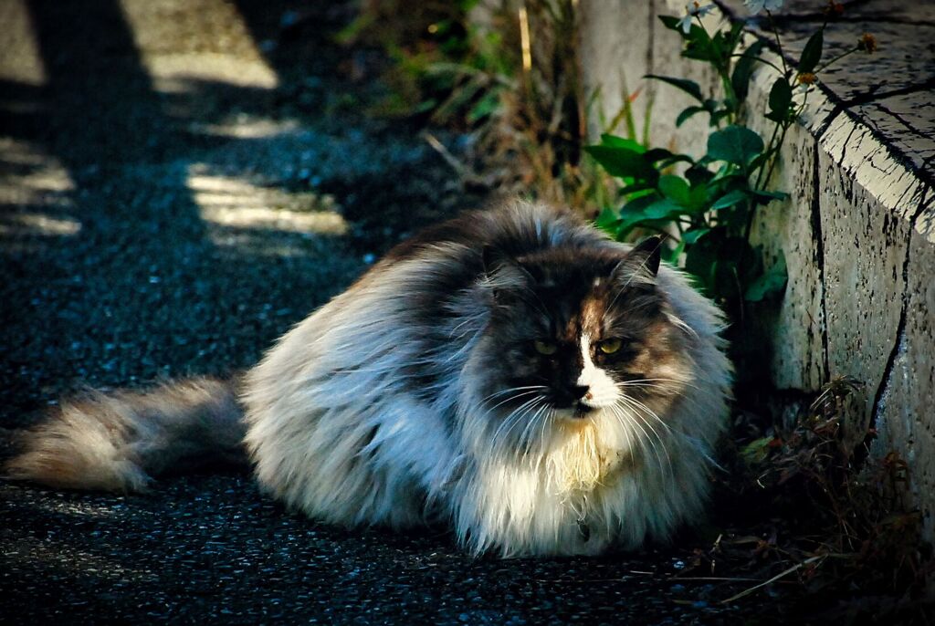 ねこ