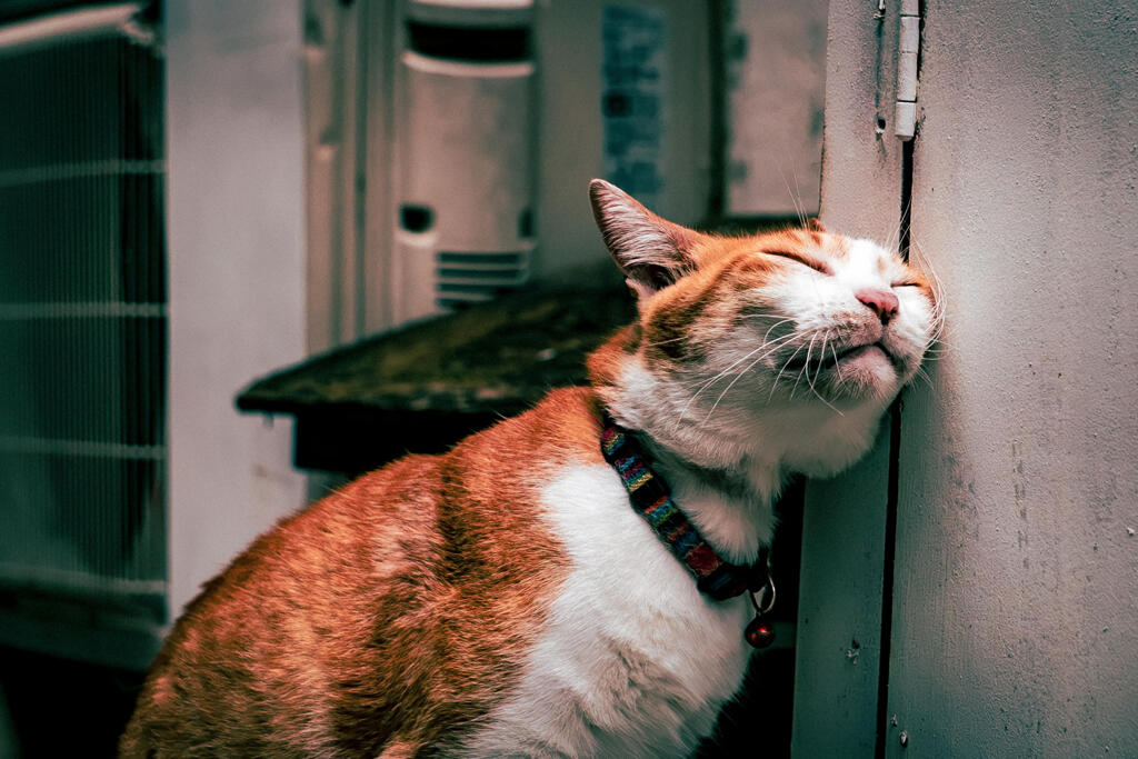 ねこ