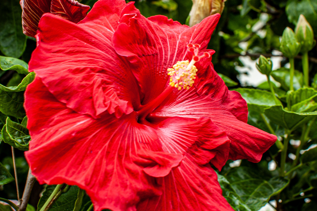 D40　RAW