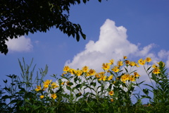 夏空