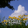 夏空
