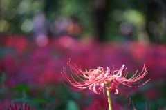 野川公園の曼珠沙華