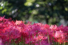 野川公園の曼珠沙華