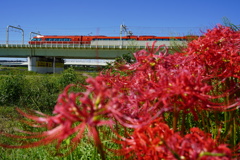 GSEと曼珠沙華