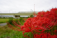 VSEと曼珠沙華