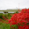 VSEと曼珠沙華
