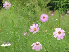 秋桜開花