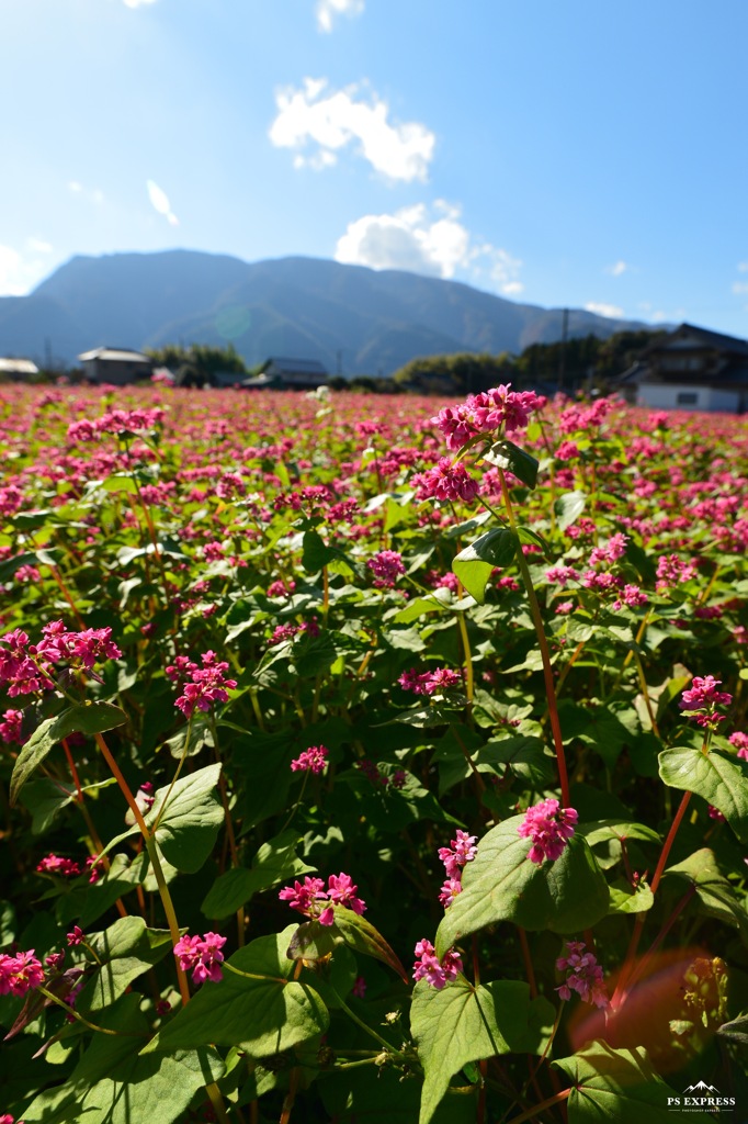 赤そばの花