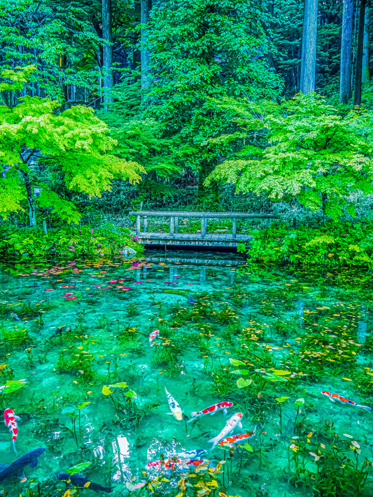 【モネの池】 4K Ultra HD ] モネの池 The pond,such as Monet paintings