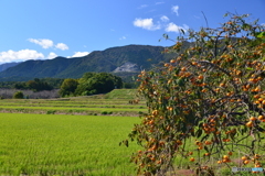 里山模様