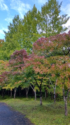 旭川ダムの紅葉②
