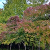 旭川ダムの紅葉②