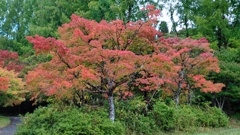 旭川ダム公園の紅葉