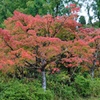旭川ダム公園の紅葉