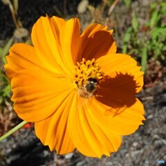花と蜜蜂