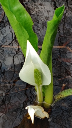 水芭蕉