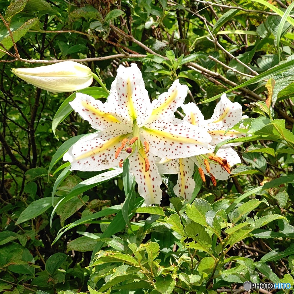 ヤマユリの花