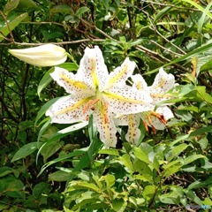 ヤマユリの花