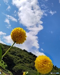 青空とダリア