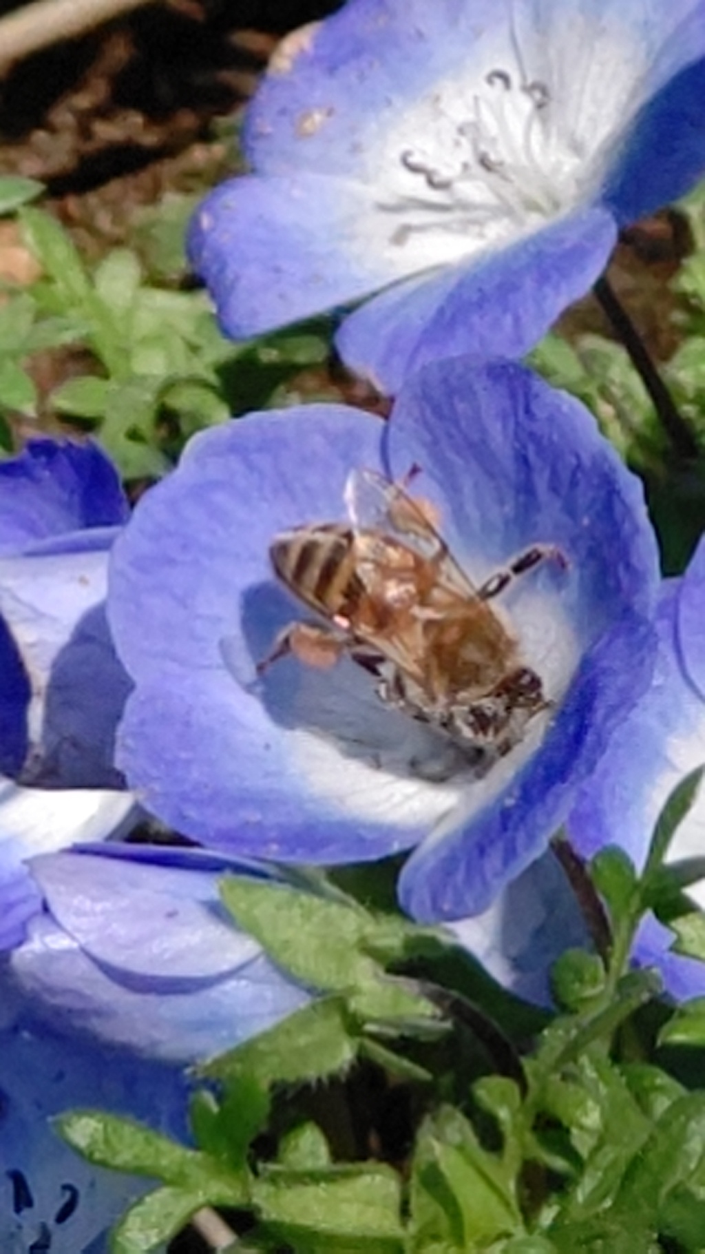 花と蜜蜂2022春