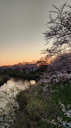 桜咲く