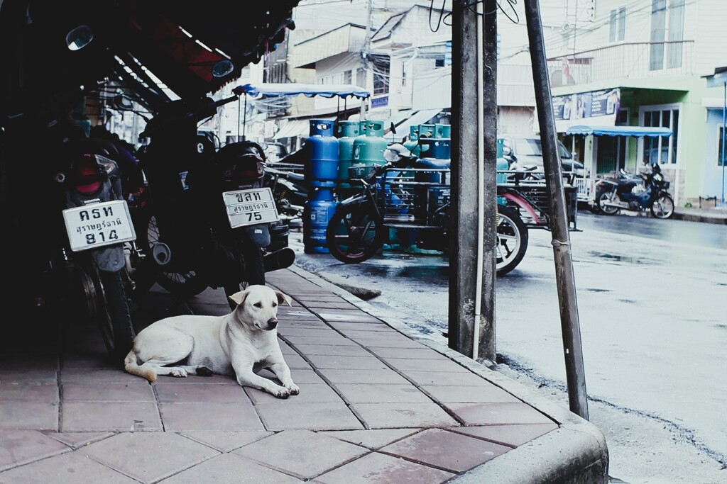 dog