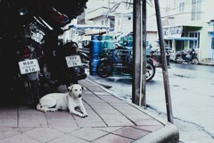 dog