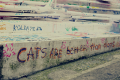 CATS ARE …