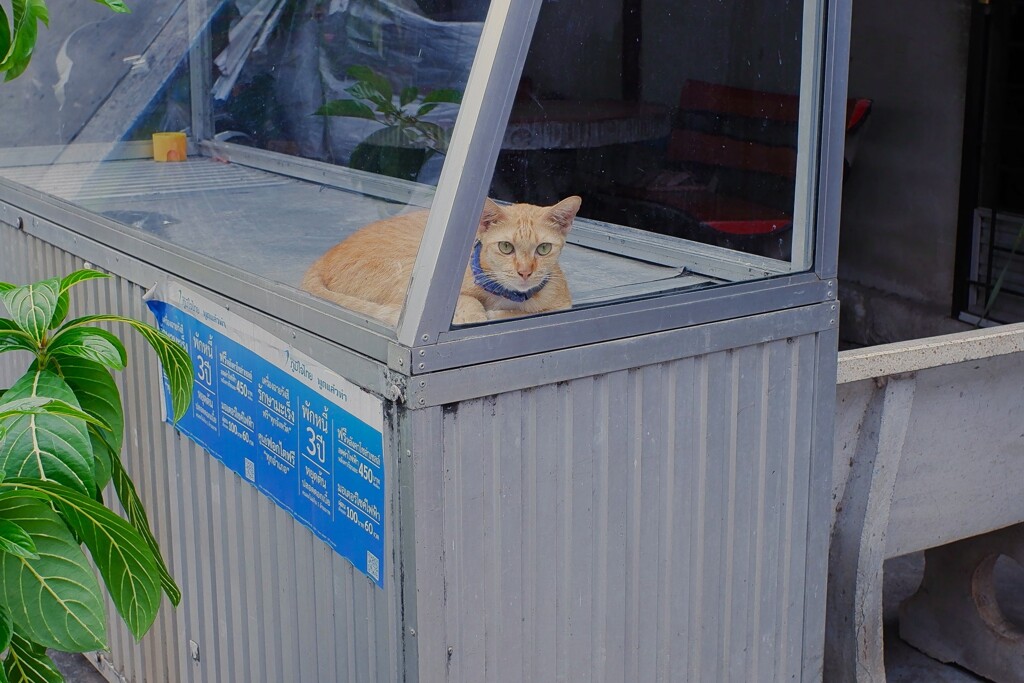 ぬこ様