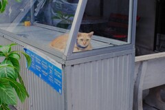 ぬこ様