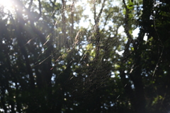 Spider Web
