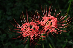 曼殊沙華