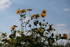 cosmos