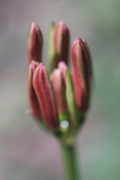 曼殊沙華の蕾
