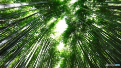見上げる竹林