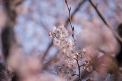 桜花