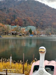 中禅寺湖の白鳥さん