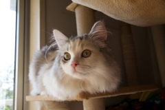 ねこ