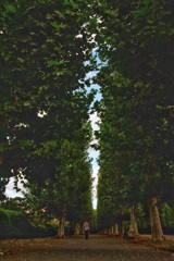 新宿御苑で撮影