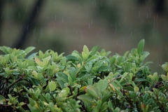 朝露と雨。