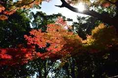 近所の山