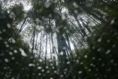 傘越しの竹林