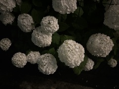 iPhoneの逆襲