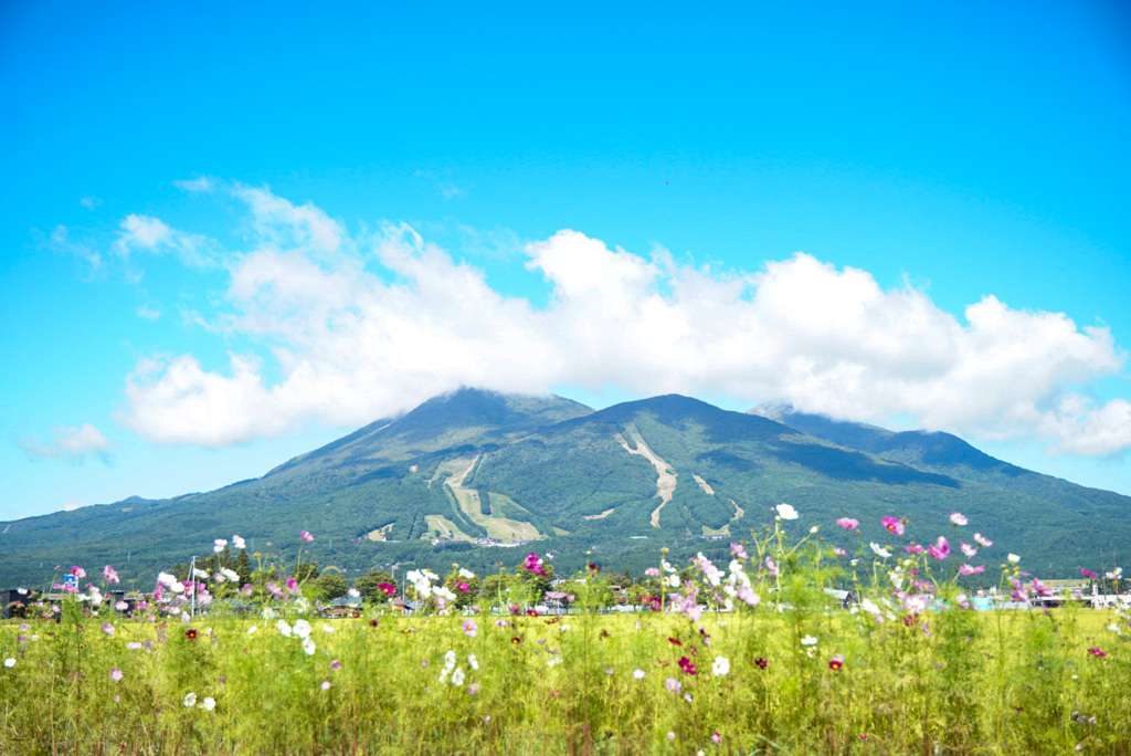 コスモスと磐梯山