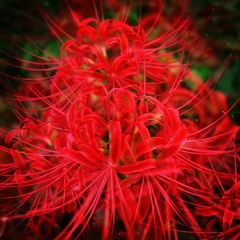 曼珠沙華